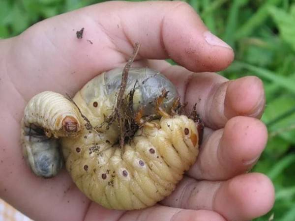 Как избавиться от личинок майского жука в огороде и саду?