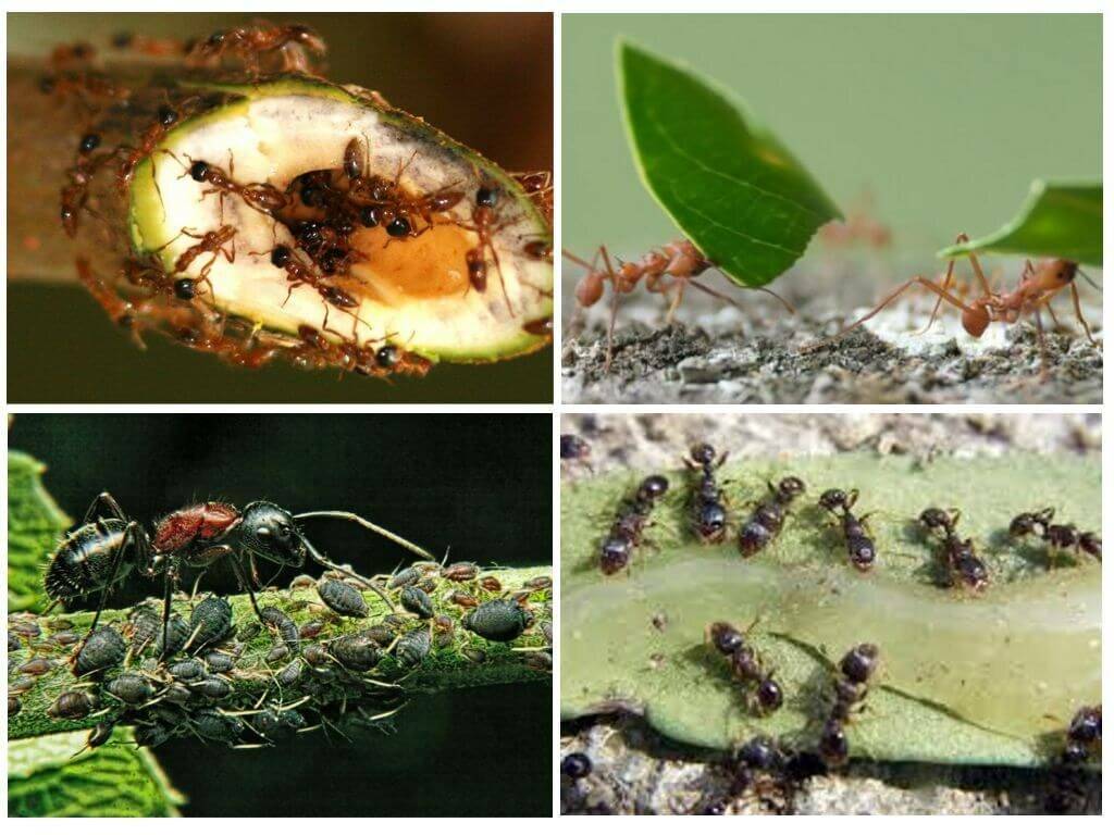 Чего бояться муравьи: чем их отпугнуть