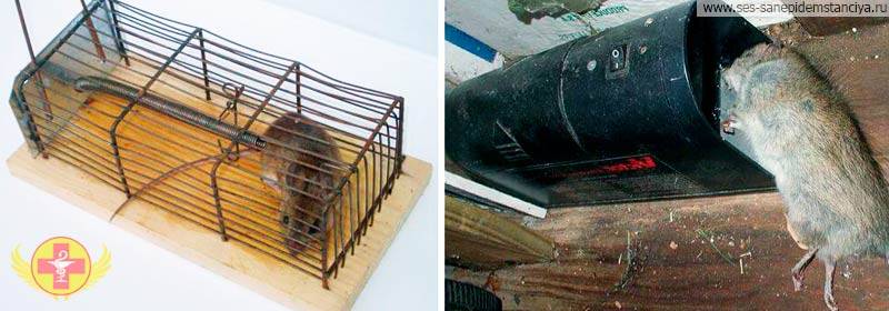 Как бороться с мышами в частном доме (деревянном, каркасном): защитить при строительстве