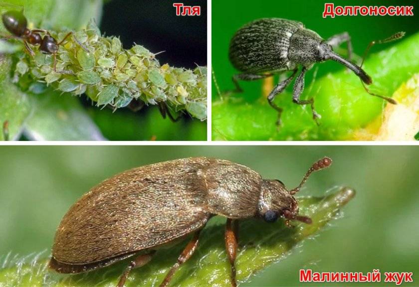 Как избавиться от жука-точильщика: как определить вредителя, какие виды существуют, как бороться с ним при помощи инсектицидов и народных средств, профилактика появления