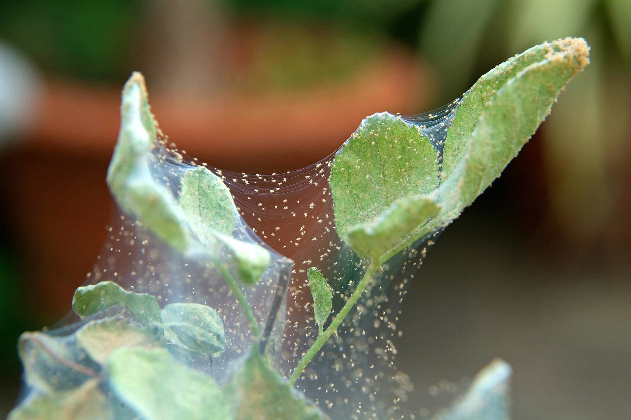 Паутинный клещ на комнатных растениях: как бороться и предотвратить в будущем