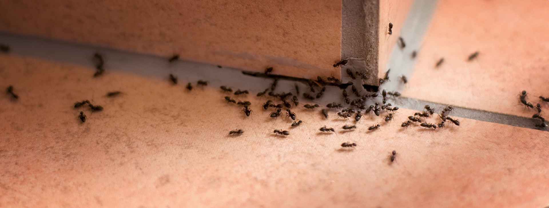 Как избавиться от муравьев на дачном участке раз и навсегда народные средства видео