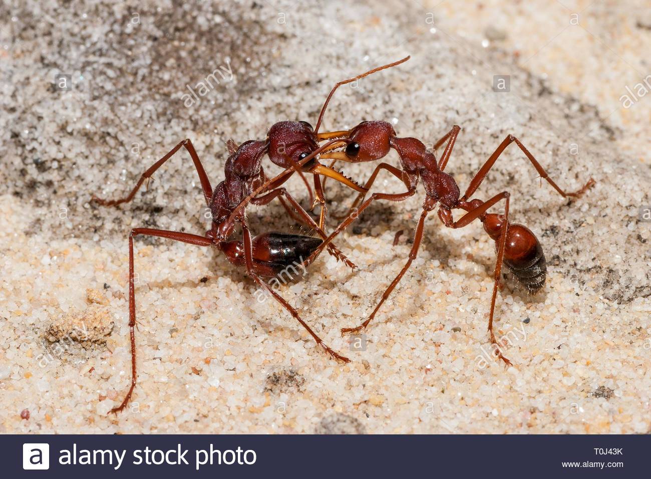 Маленькие труженики: какую пользу приносят муравьи. муравей – защитник леса, сада и здоровья человека