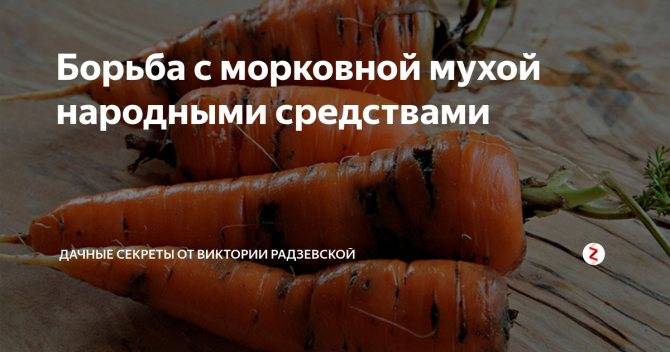 Морковная муха и как с ней бороться — ботаничка.ru