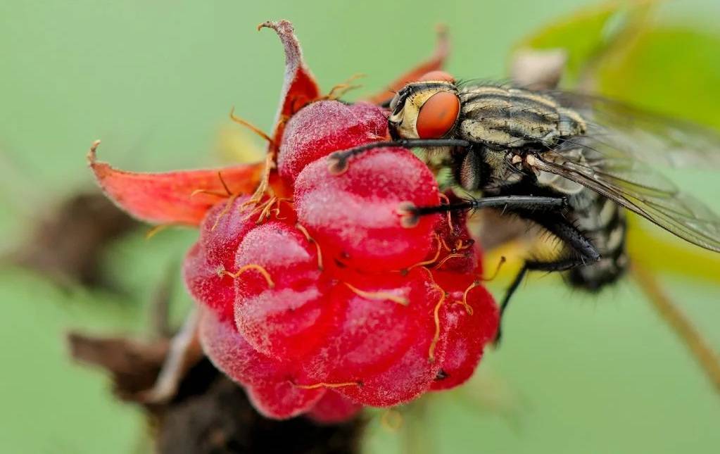 Малинная стеблевая муха методы борьбы. малинная стеблевая муха — как бороться, как защитить урожай малины