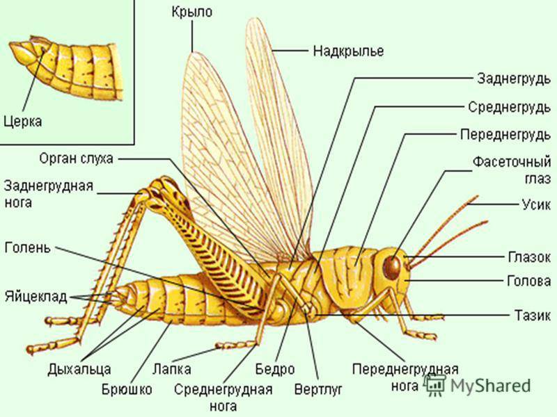 Комнатная муха: сколько живет, откуда появляется и пр