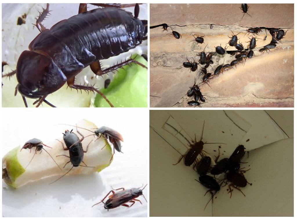 Как выглядят и откуда берутся черные тараканы