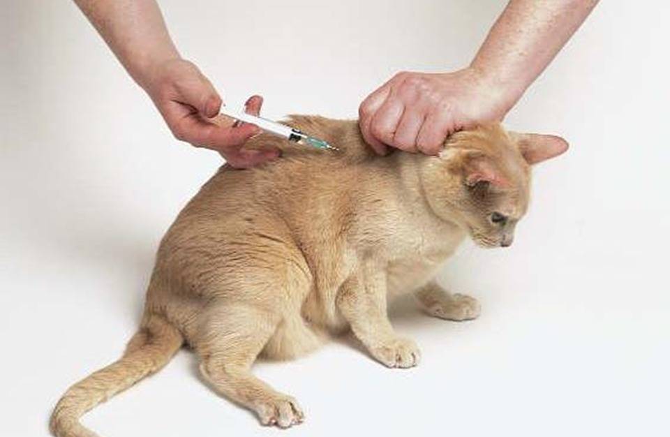 Для чего нужна вакцинация кошек, собак и кроликов?