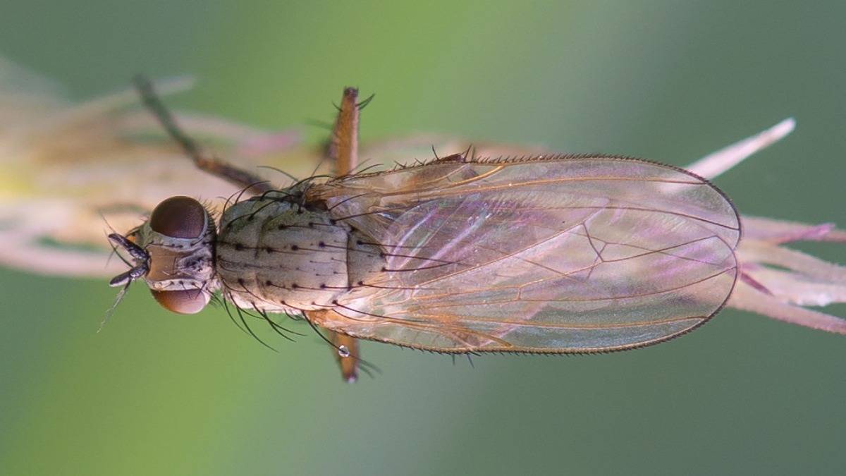 Самые эффективные методы борьбы с капустной мухой