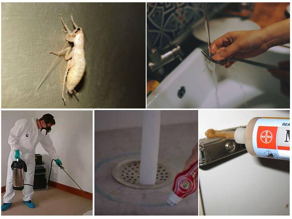 Белые тараканы в доме должны быть уничтожены быстро и навсегда