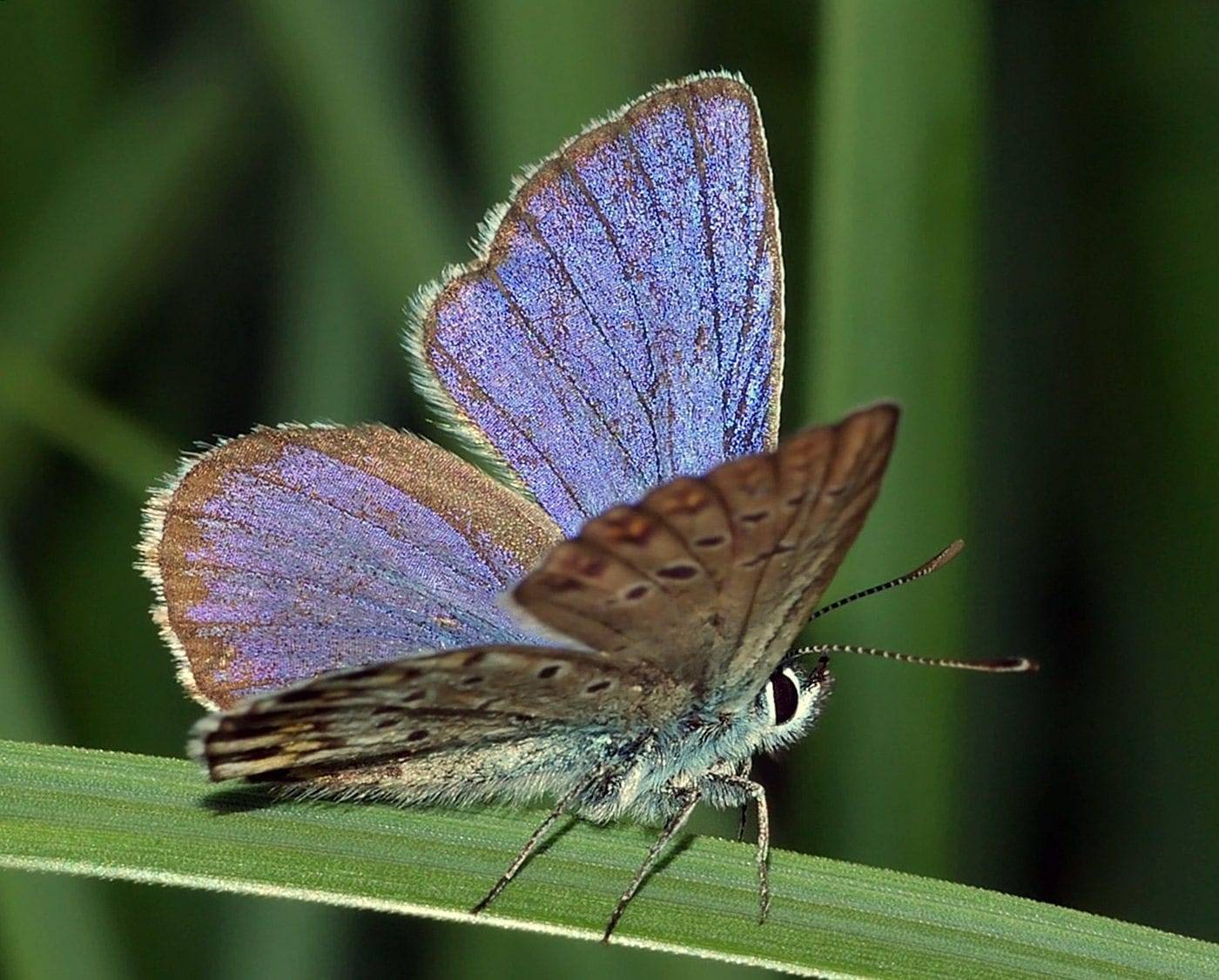 Бабочка многоцветница – фото и описание пестрой долгожительницы
