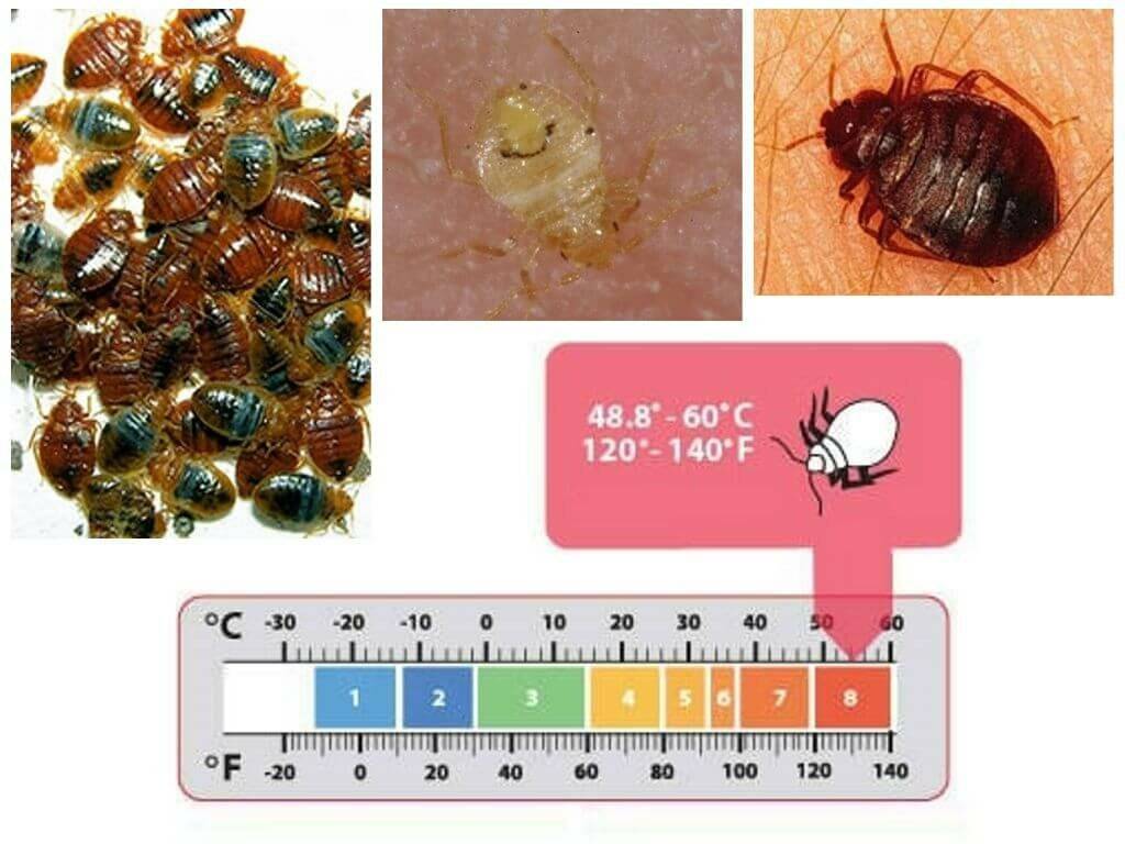 При какой температуре погибают тараканы