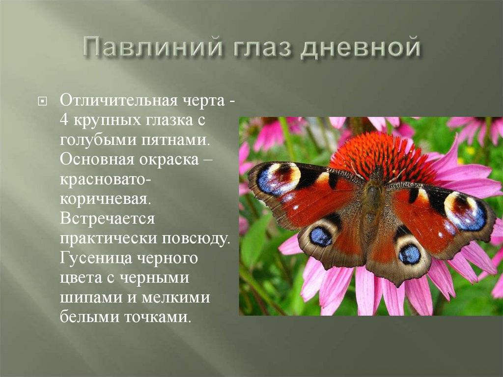 Описание бабочки дневной павлиний глаз: среда обитания и жизненный цикл насекомого, его фото