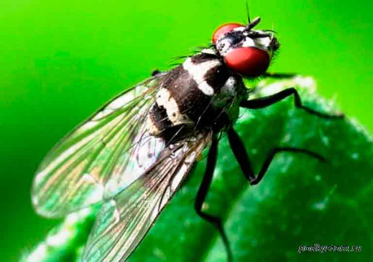 Как избавиться от ростковой мухи в огороде