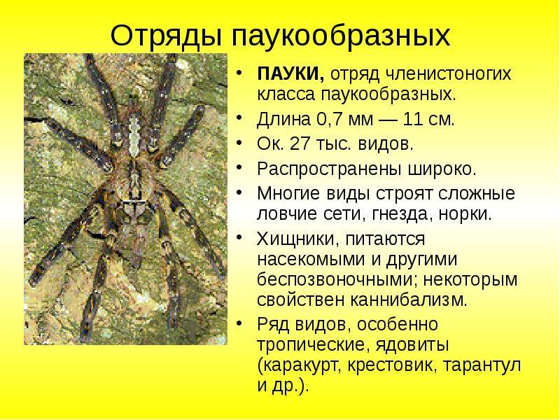Класс паукообразные членистоногие: биология, строение, признаки, характеристика отрядов