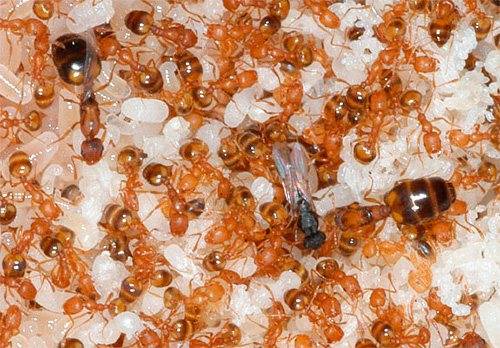 Матки домашних муравьев – источник беды в квартире