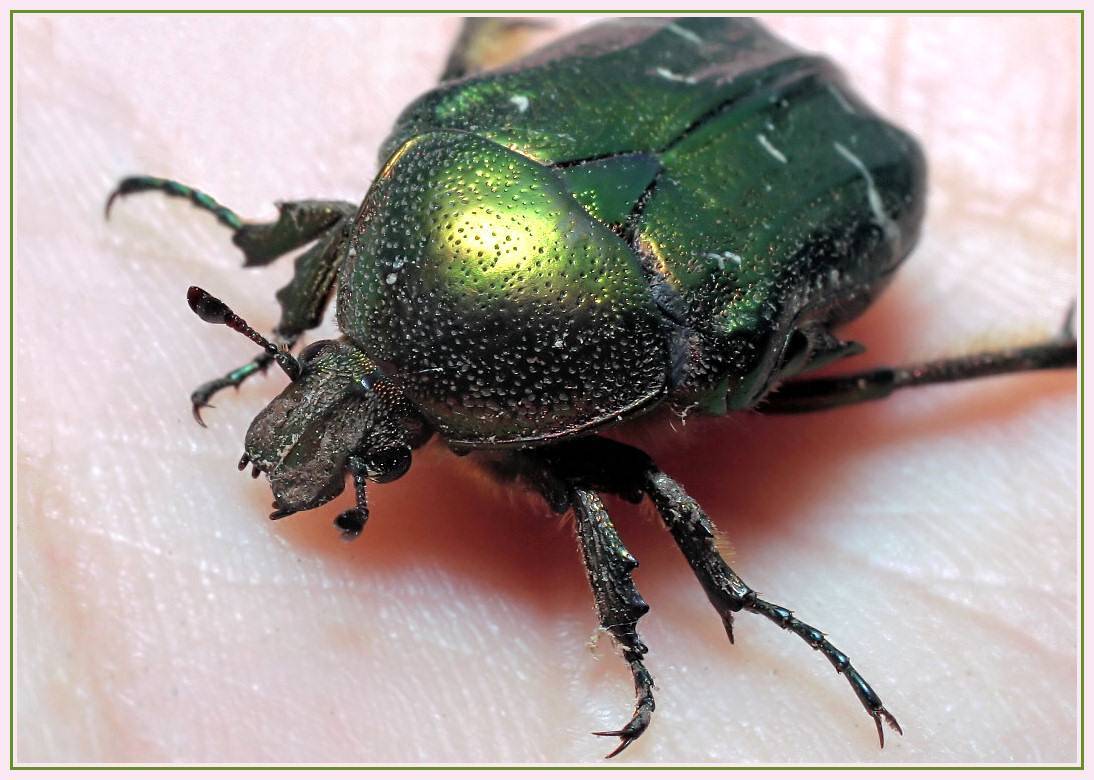Личинка майского жука: фото, видео, описание и методы борьбы