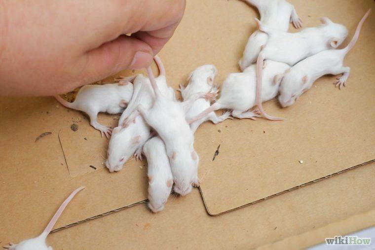Беременность мышей - сколько длится, сколько мышат рожает мышь в домашних условиях
