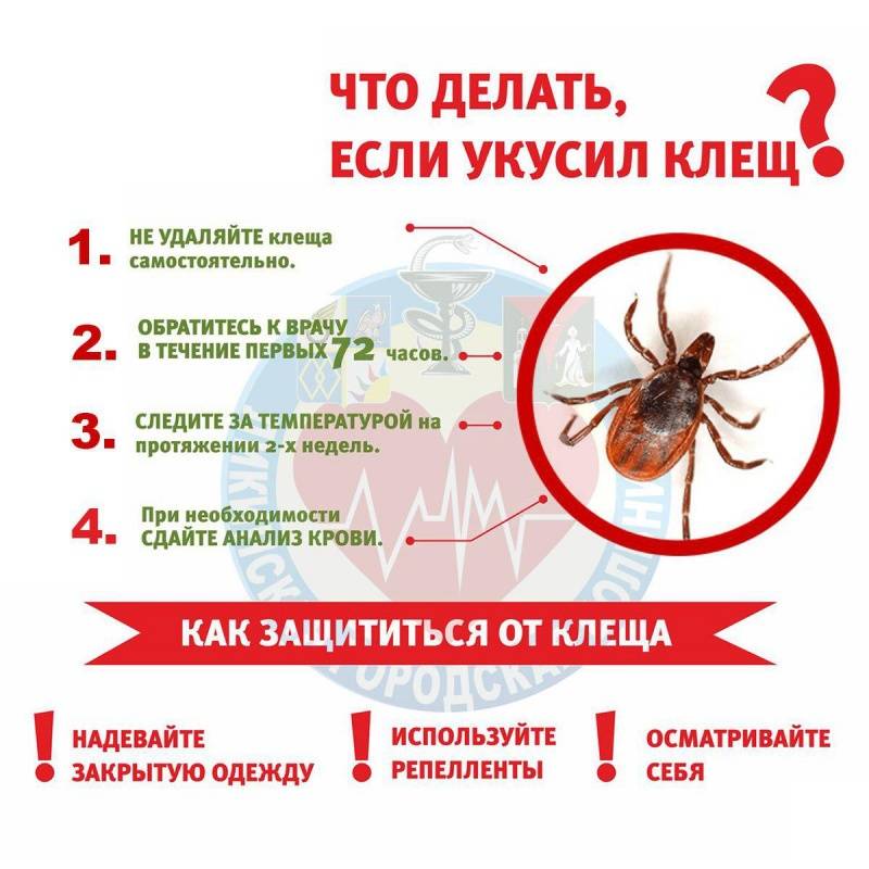 Действия при укусе клеща | государственное казенное учреждение новосибирской области «служба 112»
