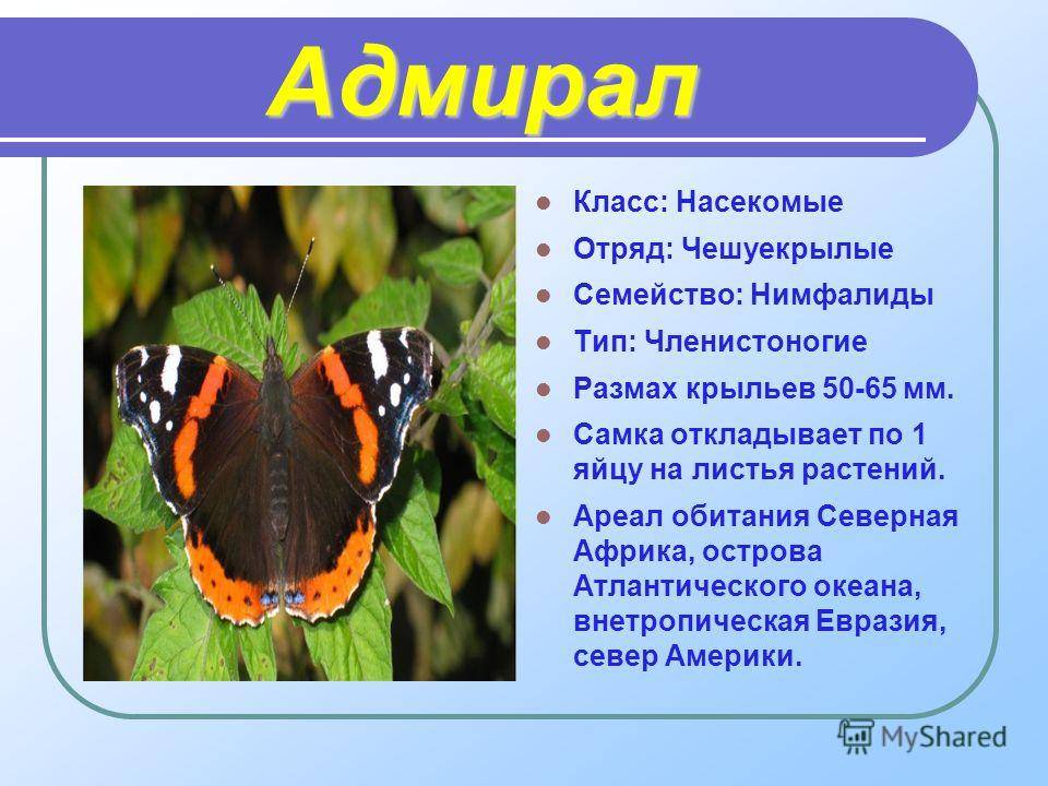Бабочка адмирал: история названия, описание, миграция, фото