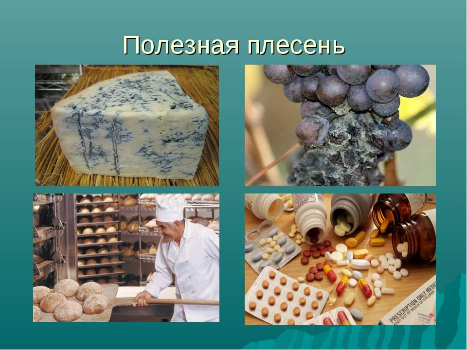 Плесень на хлебе: почему появляется, какая бывает, можно ли есть продукт - onwomen.ru