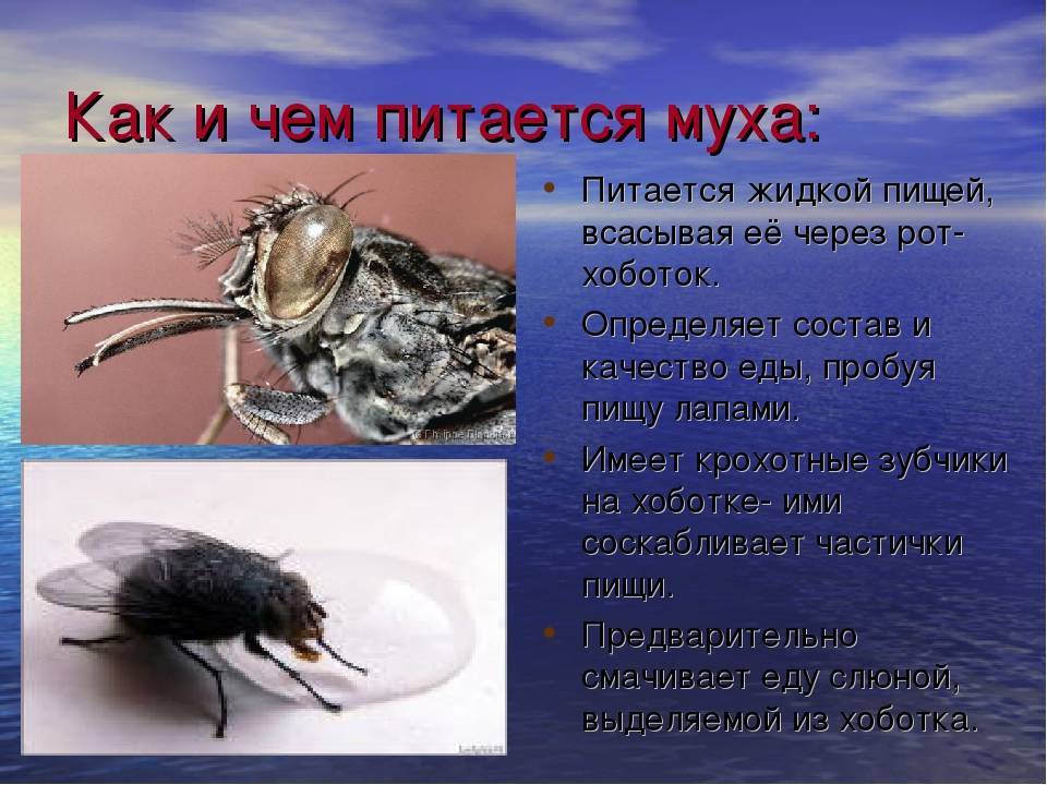 Вред и польза от мух, для чего они нужны в природе и медицине