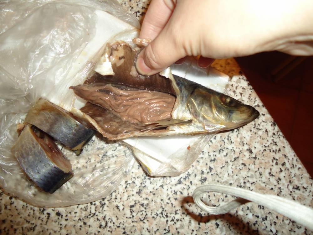 Глисты в рыбе – какие бывают и можно ли есть? фото