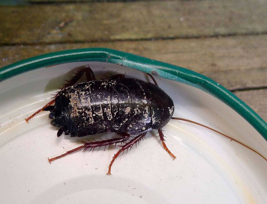 Черные тараканы в квартире как избавиться от них?