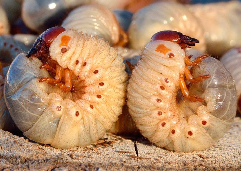 Борьба с майским жуком и его личинками, методы борьбы
