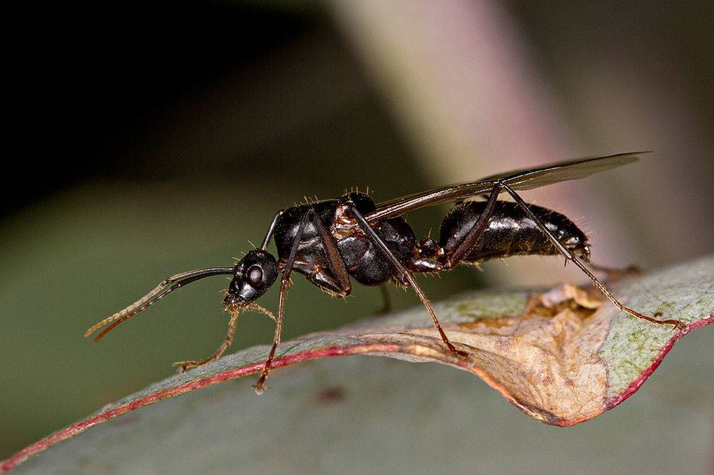 Как избавиться от летающих муравьев быстро и эффективно