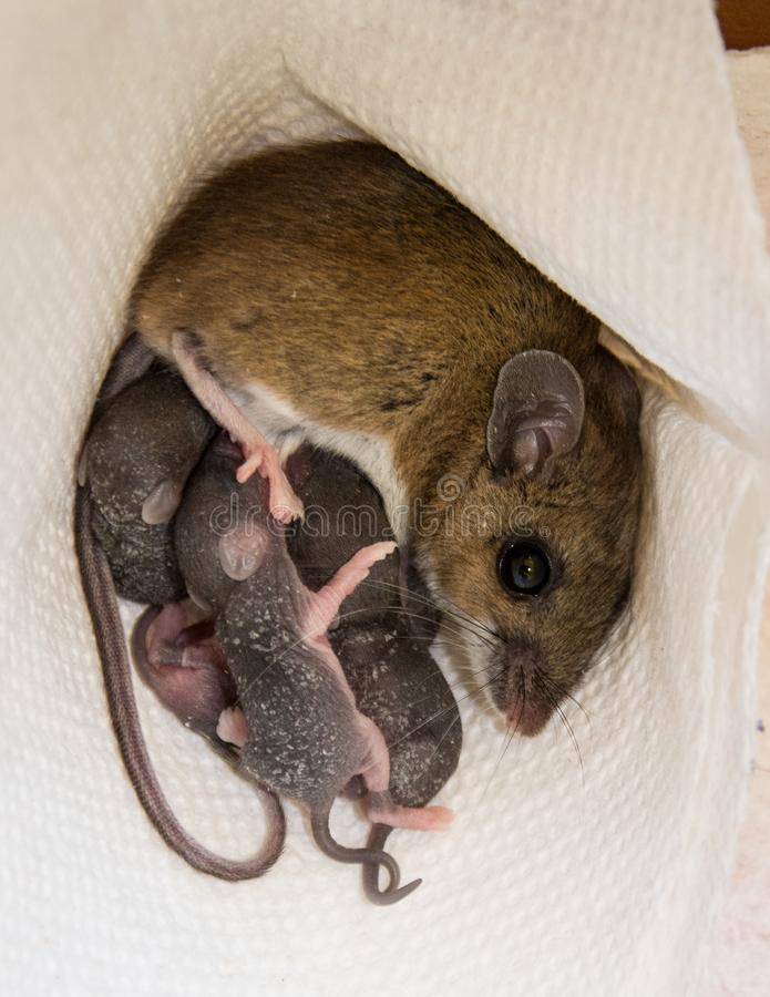 Сколько лет живут мыши в домашних условиях: продолжительность жизни декоративных мышек в природе, сколько проживёт без еды и воды в доме