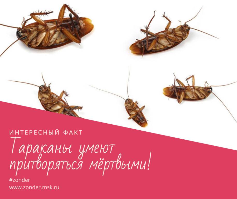 10 самых невероятных фактов о насекомых • всезнаешь.ру