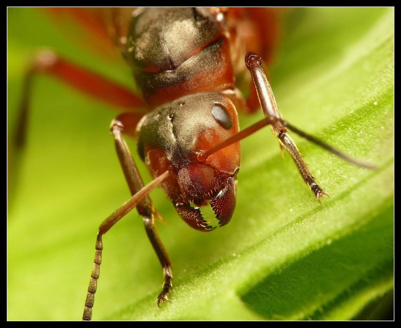 Рыжий лесной муравей — википедия. что такое рыжий лесной муравей