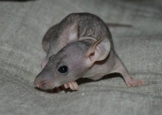 Крыса дамбо: уход и содержание в домашних условиях