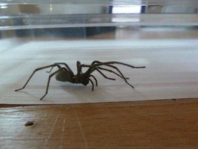 Беспокоят пауки в квартире? мы знаем что делать!