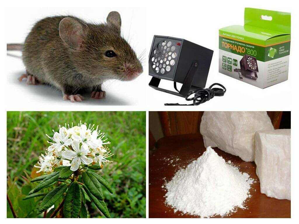 Как избавиться от мышей на даче навсегда: эффективные способы борьбы с грызунами на участке и в огороде