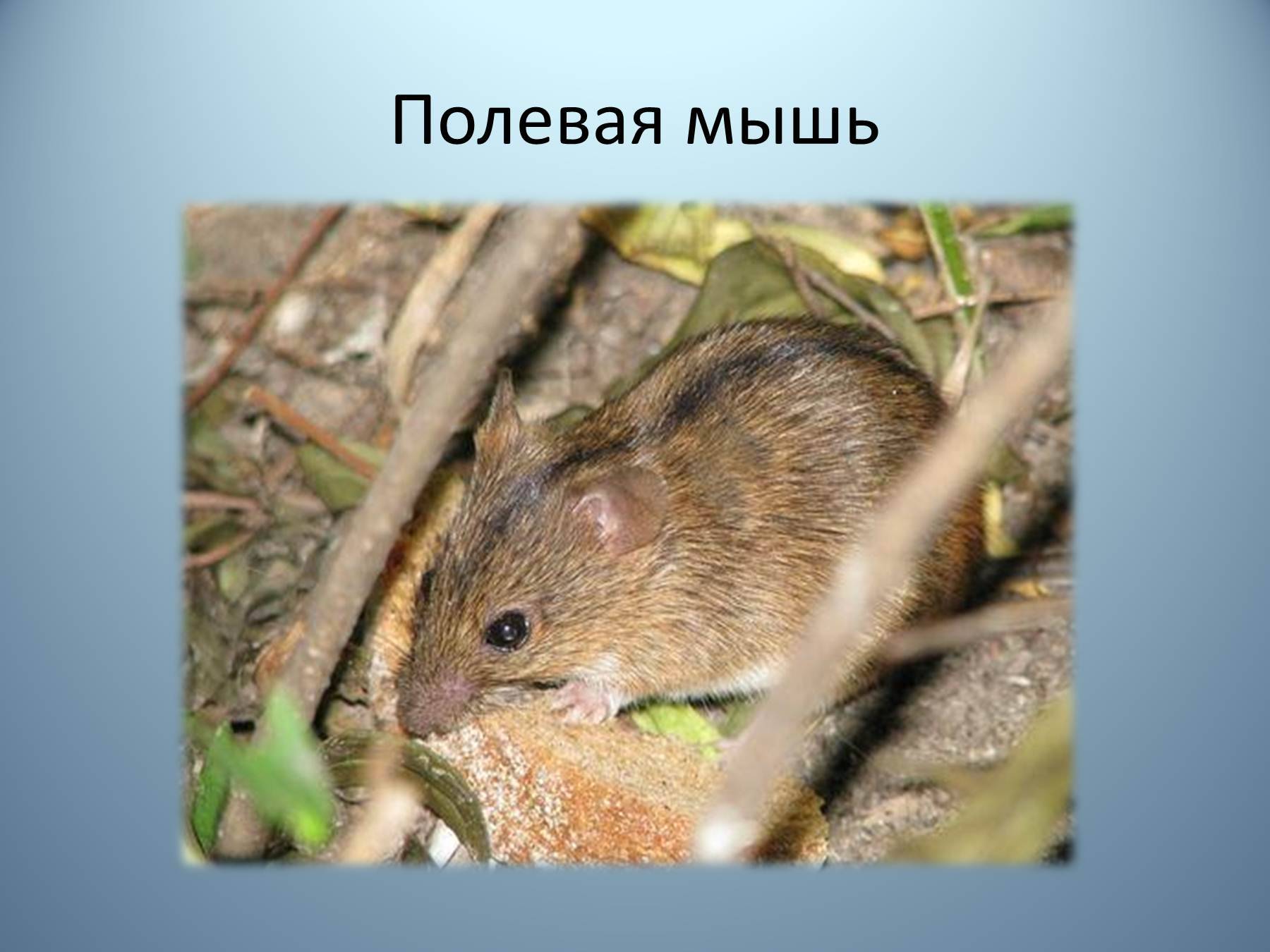 Мышь полёвка среда обитания