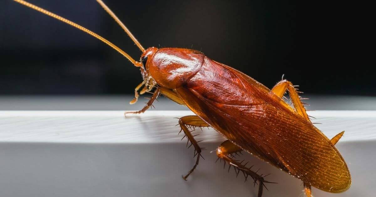 Рыжий таракан прусак: фото, описание, образ жизни