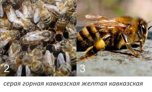 Породы пчел и характеристика видов пчел в россии, какие лучшие