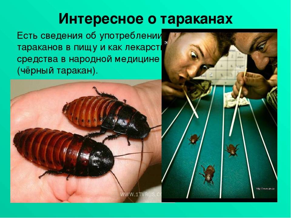 Интересные факты о тараканах: в каких странах их разводят для приготовления еды и лекарств