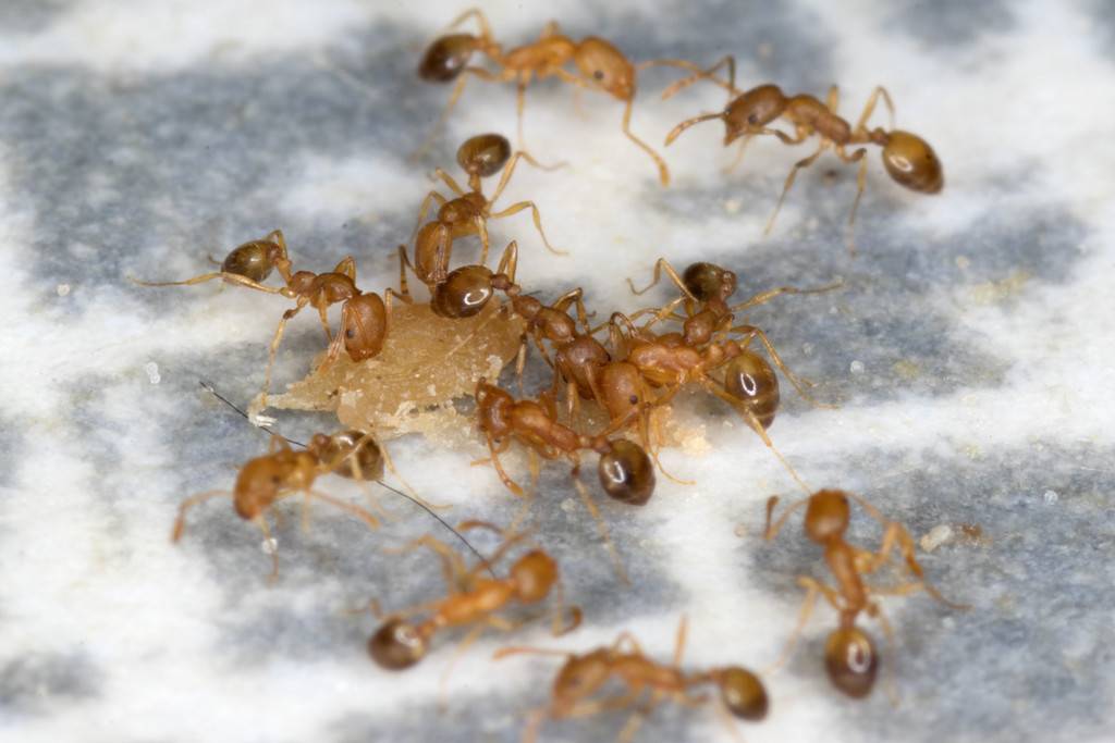 Как избавиться от маленьких рыжих муравьев в квартире и предотвратить их появление