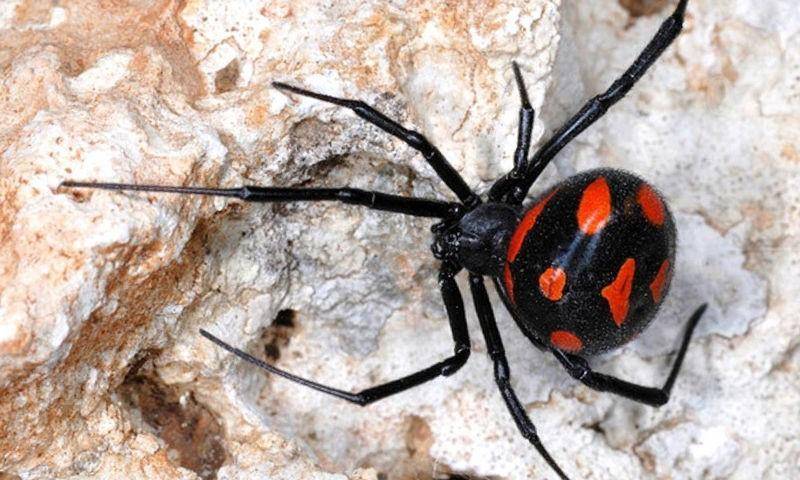 Самые опасные пауки в россии – список, описание, где водятся, чем опасны, фото и видео