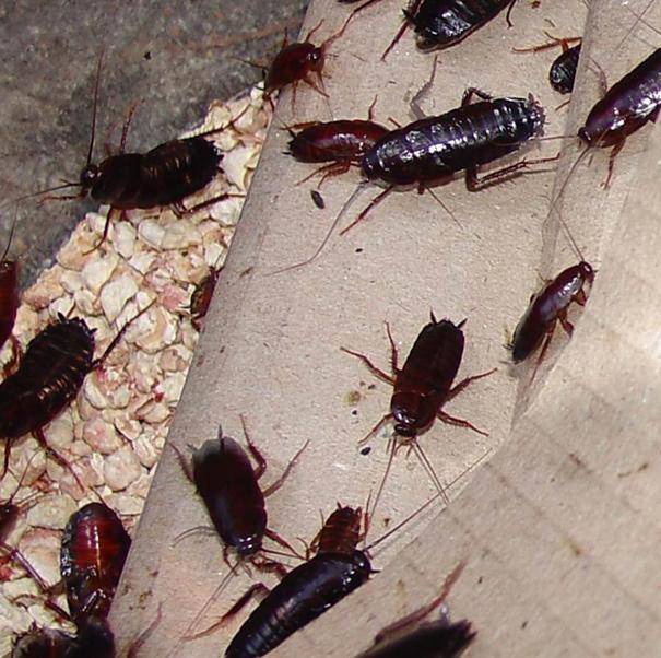 Как избавиться от черных тараканов