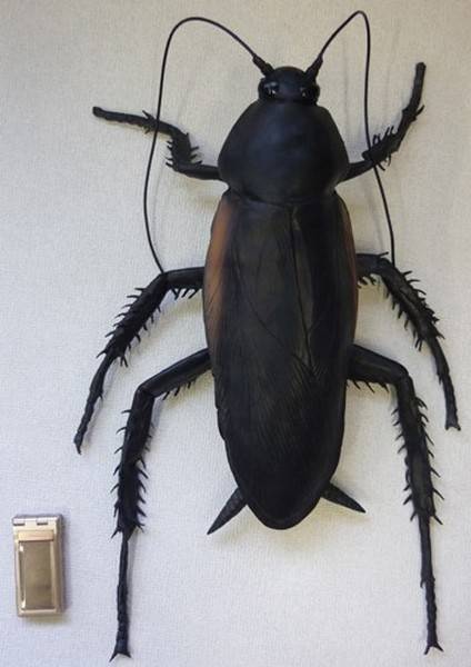 Мадагаскарец – самый большой таракан в мире