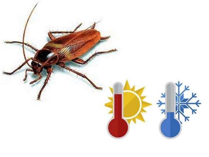 Сколько живут тараканы без еды, воды и воздуха