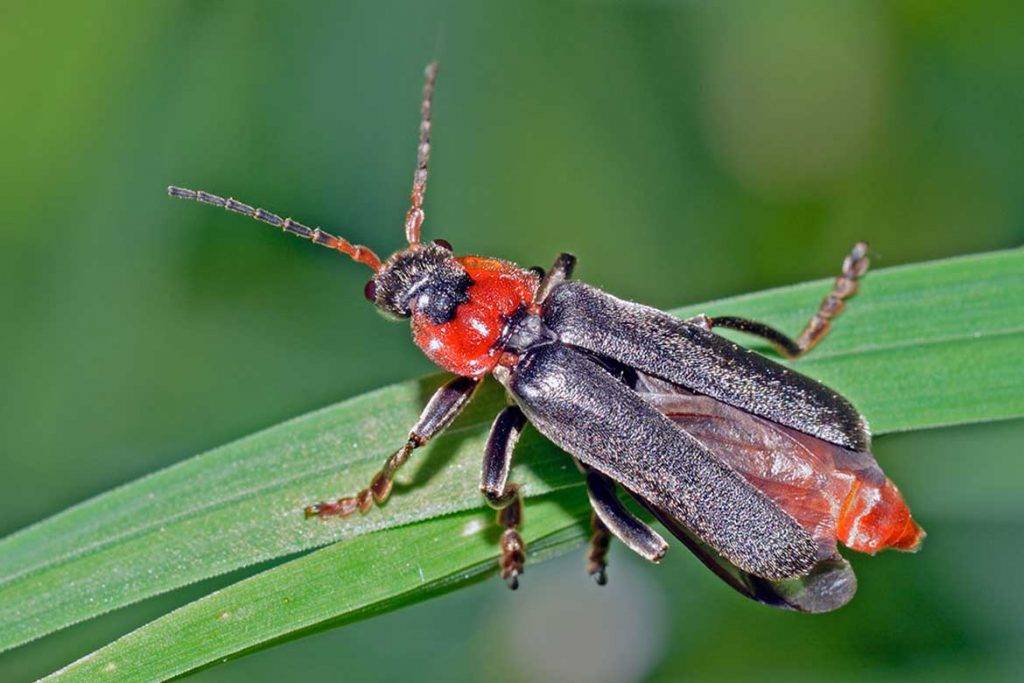 Майский жук – польза и вред для человека