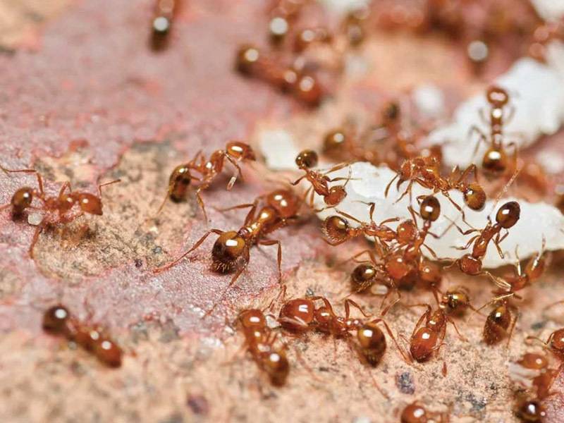 Что едят муравьи в домашних условиях и природе