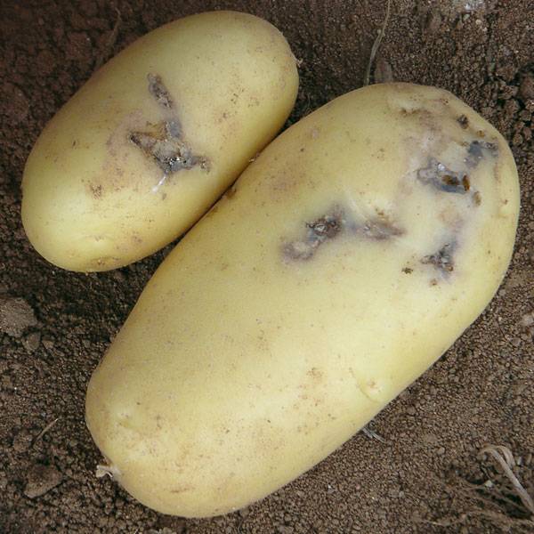 Методы борьбы с картофельной молью