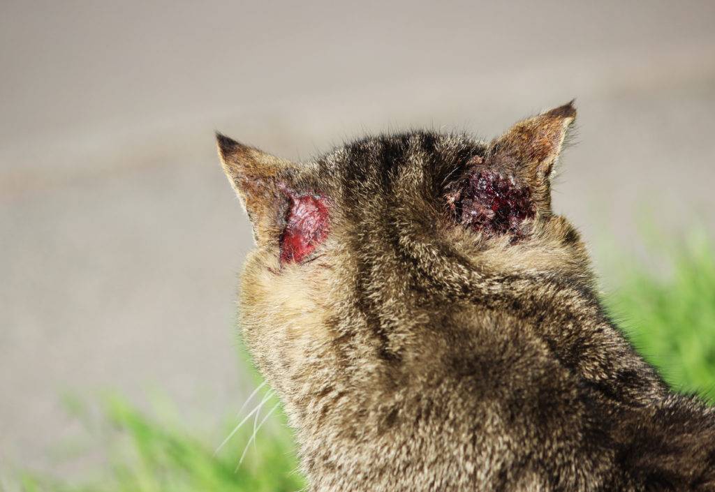 Подкожный клещ (демодекоз) у кошек - симптомы, лечение, фото, препараты, опасность для человека