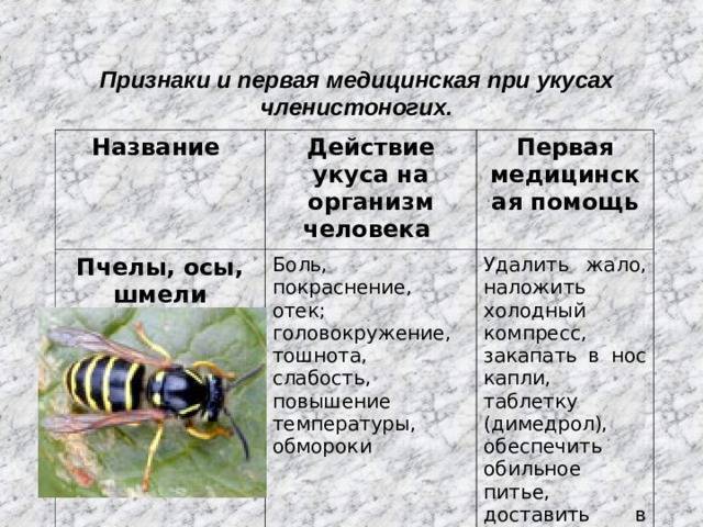 Поведение пчел зимой: особенности питания, что делают и как спят